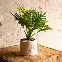 PRO PLA Palmier 2024 1 V