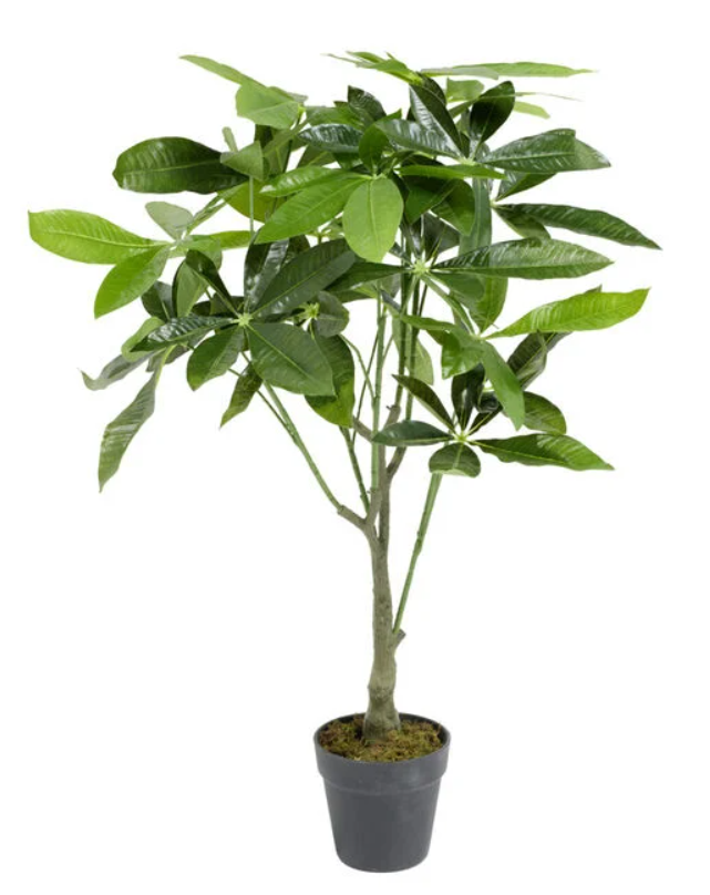 54 Plante Ficus