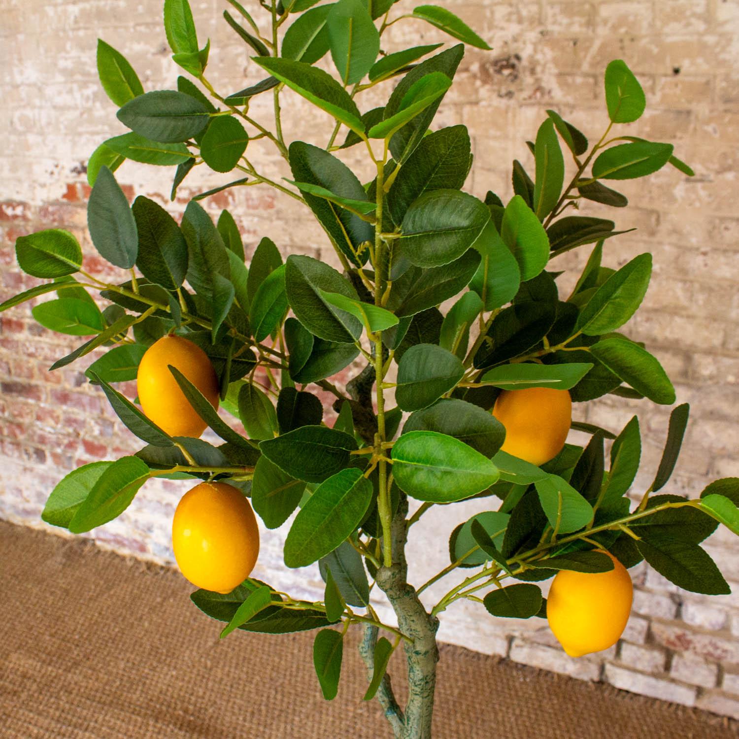 PRO PLA CITRONNIER 2 P 